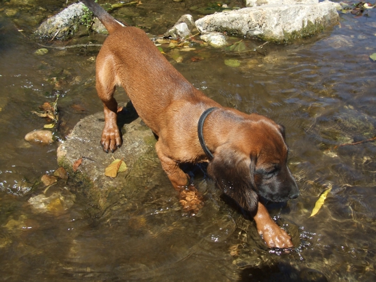...v týchto horúčavach mi je najlepšie vo vode... - FLORA Z VLARSKEHO PRIESMYKU