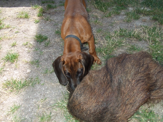 začíname trénovať.Flora z Vlárskeho Priesmyku - prvé stretnutie s diviačou kožou