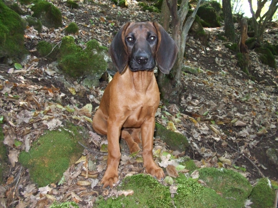 ...beháme po horách... :) Flora z Vlarskeho priesmyku