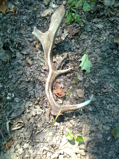 Popri hľadaní hríbov aj takéto milé prekvapenie :)