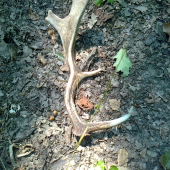 Popri hľadaní hríbov aj takéto milé prekvapenie :)