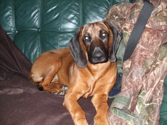 V mojej poľovníckej izbe sa jej dobre oddychuje :)