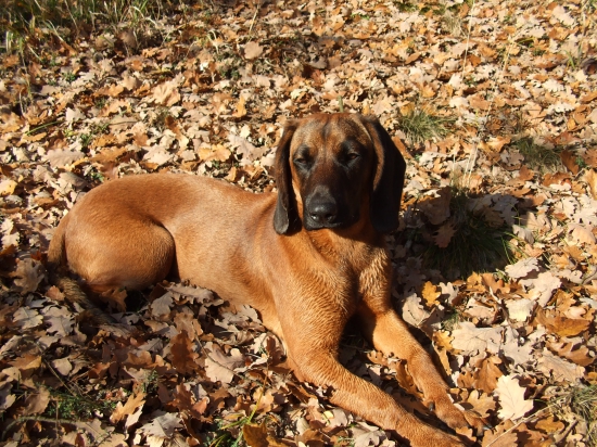 Dnešná jesenná pochôdzka