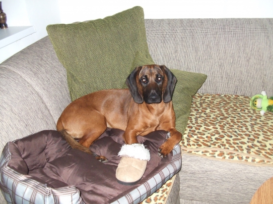 Komu by sa chcelo byť vonku na zime :) tu mi je oveľa lepšie :)