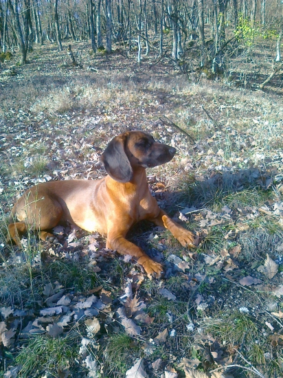 Zo silvestrovskej prechádzky - Flóra z Vlárskeho priesmyku!!!