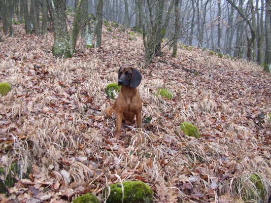 Flora z Vlárskeho priesmyku - 8 mesiacov