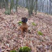 Flora z Vlárskeho priesmyku - 8 mesiacov