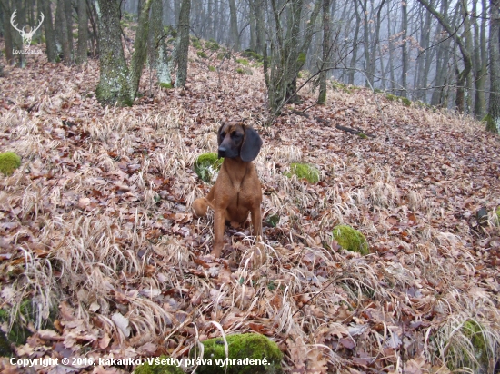 Flora z Vlárskeho priesmyku - 8 mesiacov