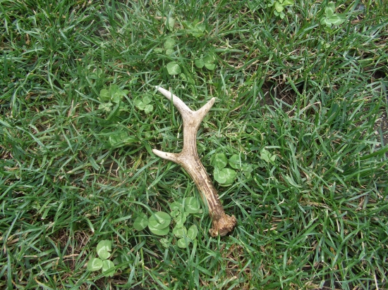 ďalšia prechádzka a ďalší nájdený :)