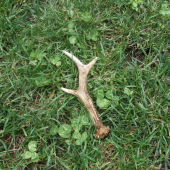 ďalšia prechádzka a ďalší nájdený :)