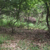 odvážna diviačica