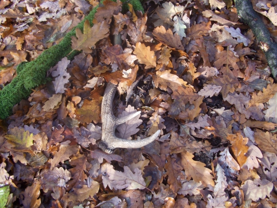 Starší, ale poteší!