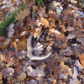 Starší, ale poteší!