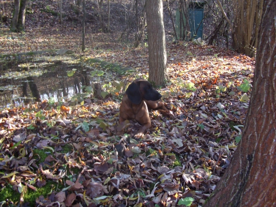 Na prechádzke jesennou prírodou