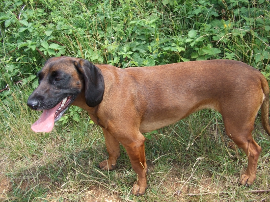 Chovný zvod Herľany - 101b