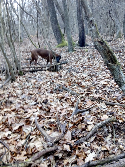 V pozadí pes pri druhom zhode (párka nepravidelný 12torák)