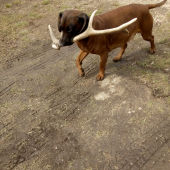 Flora z Vlárskeho priesmyku