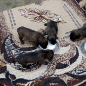 Začíname prikrmovať :)