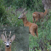 Koľko má podľa vás rokov?