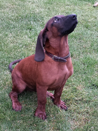 učím sa poslušnosti