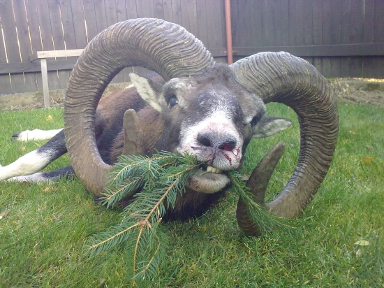 Životní cca 214 bodů