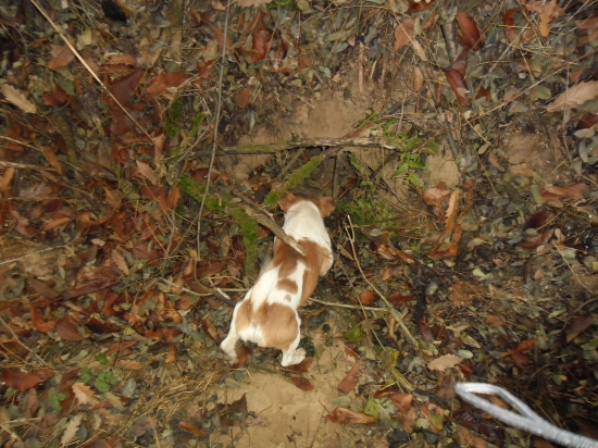 Boli sme pozriet lisku :) 1.