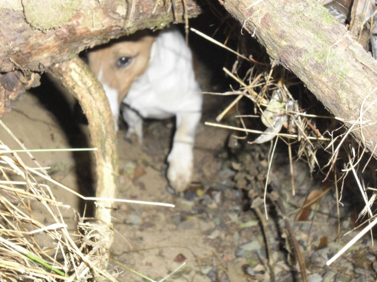 Boli sme pozriet lisku :) 2.