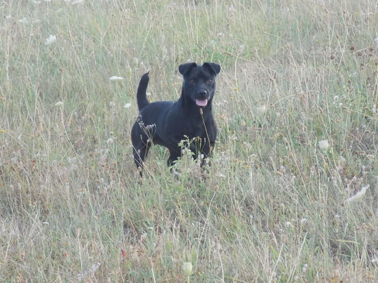 Bara z petrovej zahrady