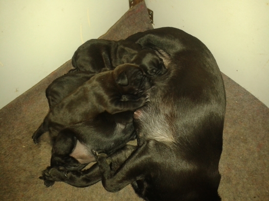 Vrh A z Kalného Potoka