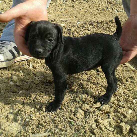 Afra z Kalneho potoka