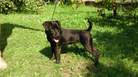 Afra z Kalného potoka