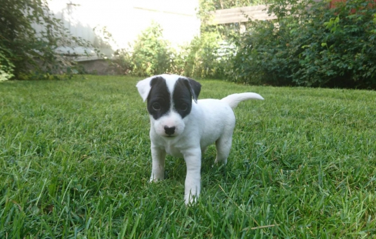 Nová posila z Fínska