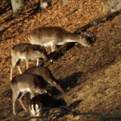... za jedným stolom
