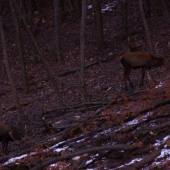 ...raňajky vo dvojici