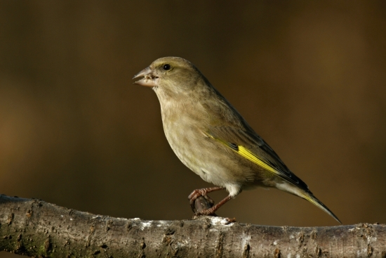 Stehlík zelený (Carduelis chloris)