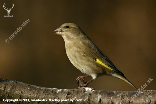 Stehlík zelený (Carduelis chloris)