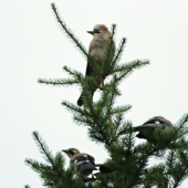 Tri oriešky ( Sojka škriekavá)