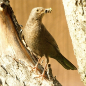 Drozd čierny- samička