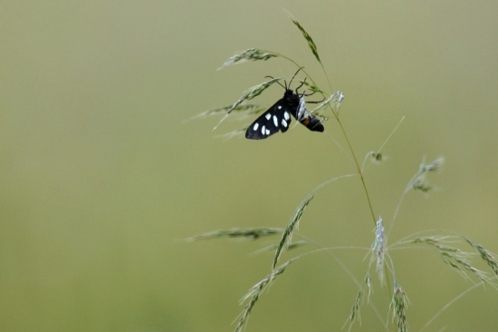 Spoločnik pri fotolove