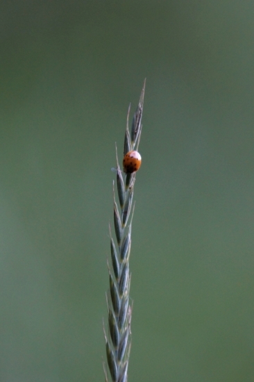 Lienka sedembodková