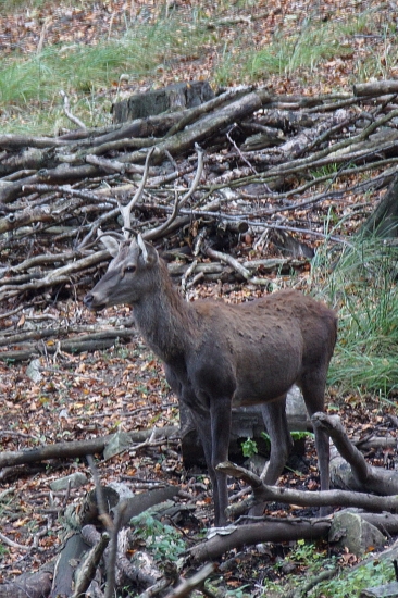 Jeleň