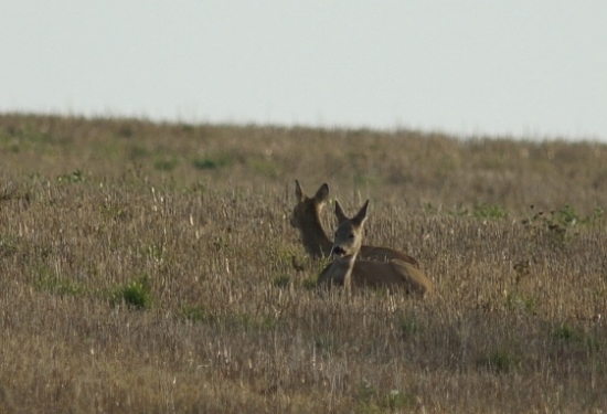 Relax pred polovačkou...