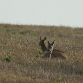 Relax pred polovačkou...