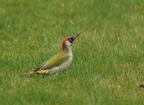 Žlna zelená (Picus viridis)