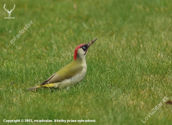 Žlna zelená (Picus viridis)