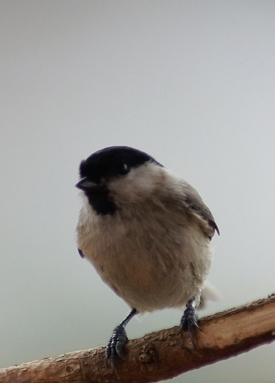 Sýkorka čiernohlavá (Parus montanus)