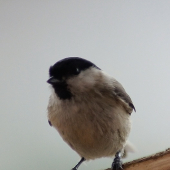 Sýkorka čiernohlavá (Parus montanus)