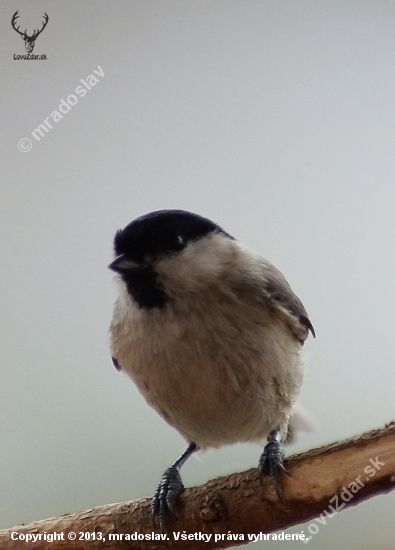 Sýkorka čiernohlavá (Parus montanus)