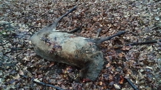 Včerajší nález...