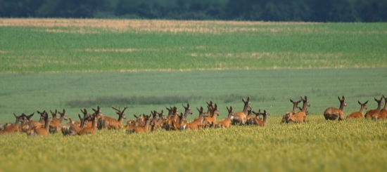 Evakuácia- leto 2013
